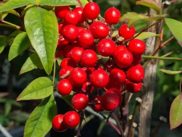 huiles essentielles à avoir chez soi