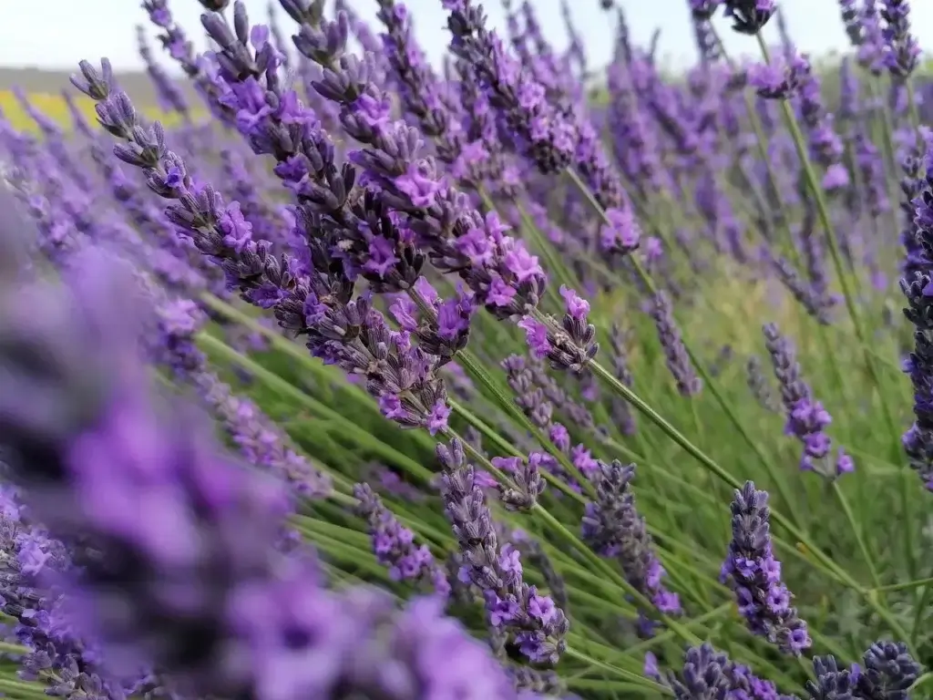 huiles essentielles à avoir chez soi