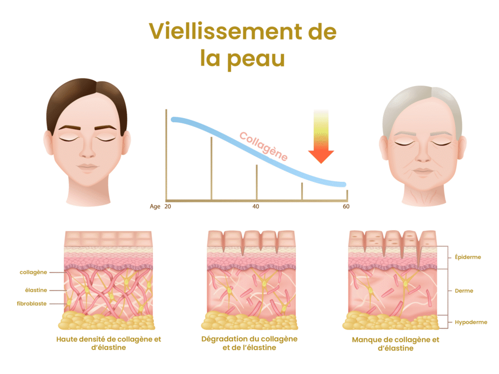peau vielli guide collagene scaled 1