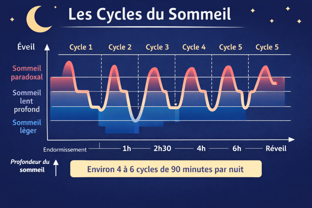 chronobiologie du sommeil