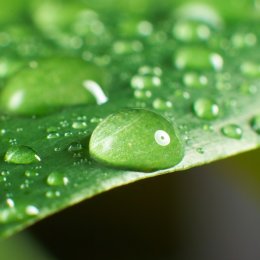 leaf and drop